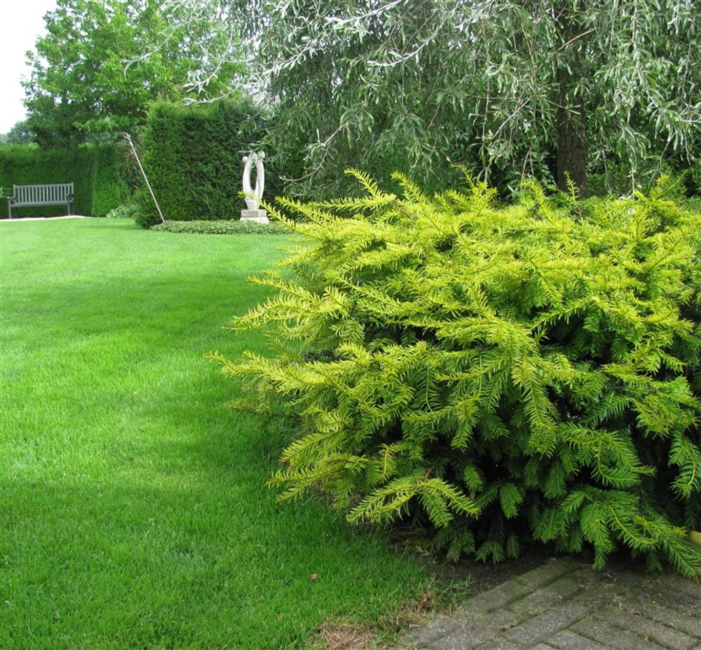 Taxus b. 'Summergold' - C3 25-30 CM